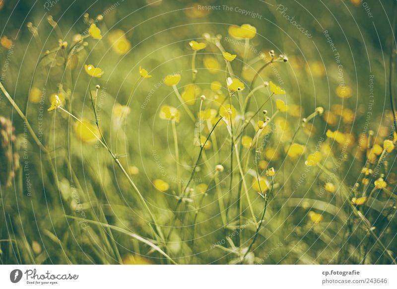 flower meadow Plant Summer Beautiful weather Blossom Garden Park Meadow Day Light Shallow depth of field