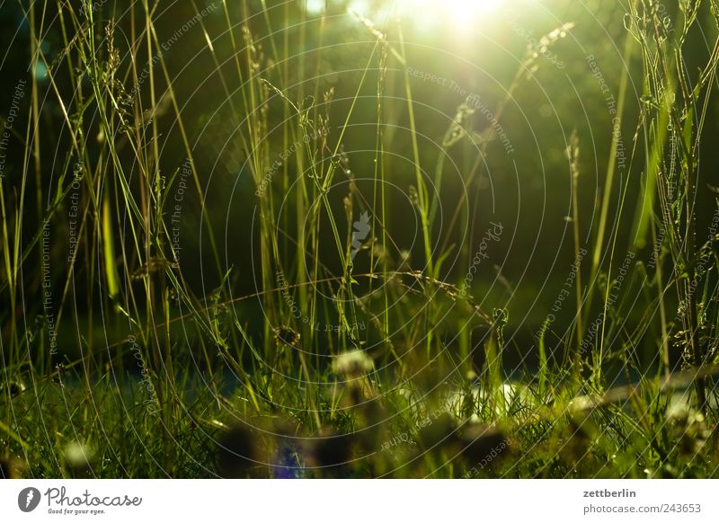 grass wallroth Grass Lawn Grass surface Meadow Pasture Garden Park Nature Plant Blade of grass Light Sun Sunlight Sunbeam Back-light Dark Twilight Sunset