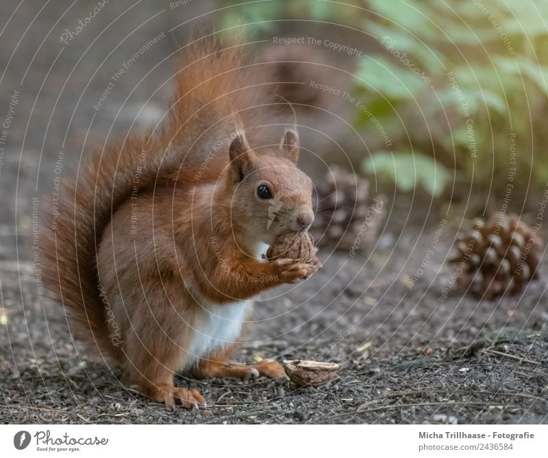 Squirrel eats walnut Nature Animal Sun Sunlight Beautiful weather Fir cone Nut Walnut Forest Wild animal Animal face Pelt Claw Paw Tails Ear Muzzle 1 To feed