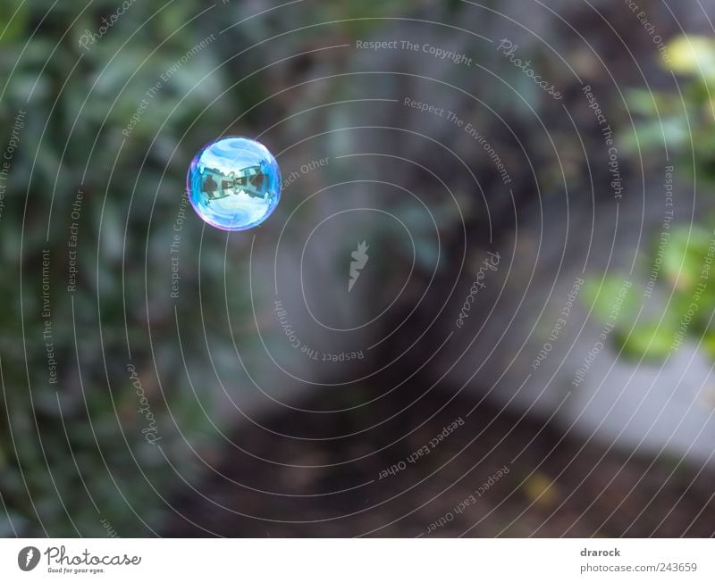 Small world Plant Garden Flying Beautiful Blue Multicoloured Yellow Gold Pink drarock Air bubble Floating Colour photo Exterior shot Detail Deserted Reflection