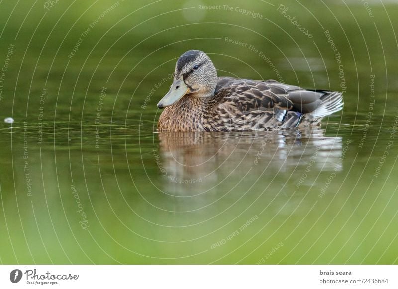 Mallard duck Ornithology Environment Nature Animal Water Earth Wild animal Bird 1 Love of animals Environmental protection aves fauna wildlife vertebrate