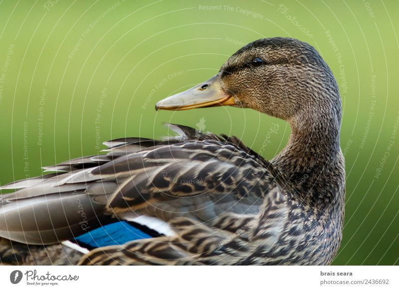 Mallard duck Environment Nature Animal Earth Wild animal Bird Animal face 1 Love of animals Environmental protection aves fauna wildlife vertebrate vertebrates