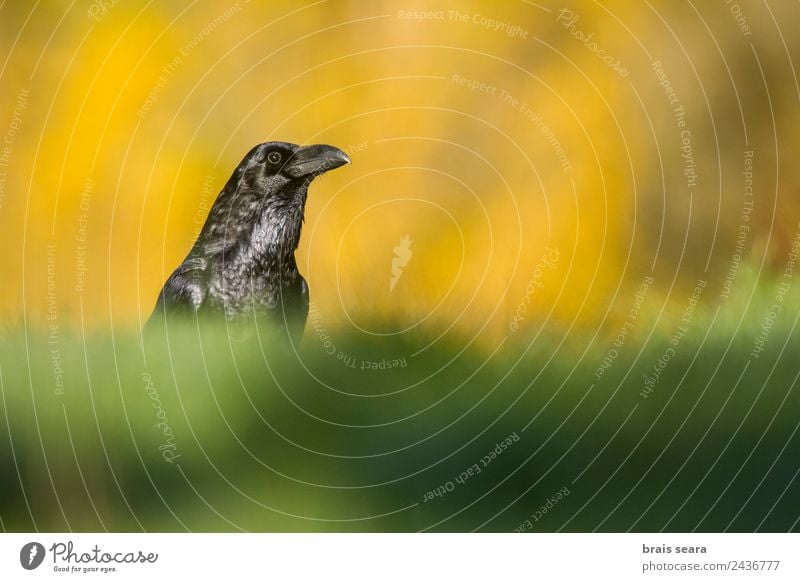 Common Raven Science & Research Biology Ornithology Biologist Environment Nature Animal Earth Autumn Grass Field Wild animal Bird Raven birds 1 Love of animals