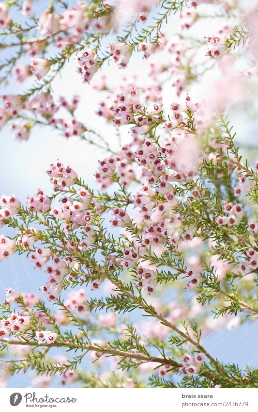 Spring flowers Environment Nature Plant Earth Flower Blossom Wild plant Field Forest Mountain Wood Natural Beautiful Pink Serene Fashion