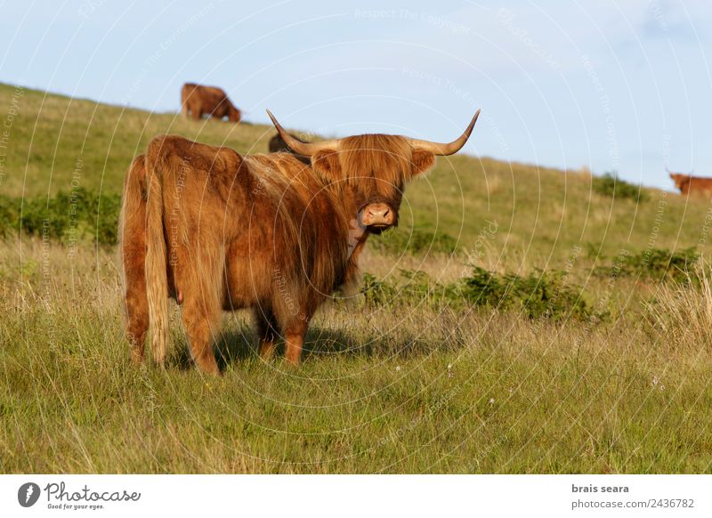 Highland cattle Vacation & Travel Tourism Trip Summer vacation Mountain Biology Biologist Veterinarian Farmer Environment Nature Animal Earth Grass Scotland