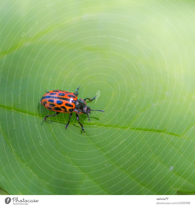 willow leaf beetle Nature Plant Leaf Rachis Animal Beetle Insect 1 Crawl Green Orange Colour Lanes & trails Contrast Colour photo Exterior shot