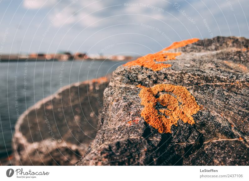 Life on the stone Environment Nature Plant Water Sky Clouds Sun Summer Beautiful weather Lichen Coast North Sea Hvide Sands Port City Deserted Harbour Stone