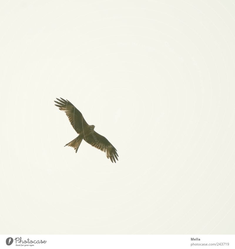 sky-high Environment Nature Animal Air Sky Bird Wing Kite Red kite Bird of prey 1 Flying Esthetic Elegant Free Bright Natural Freedom Colour photo Exterior shot