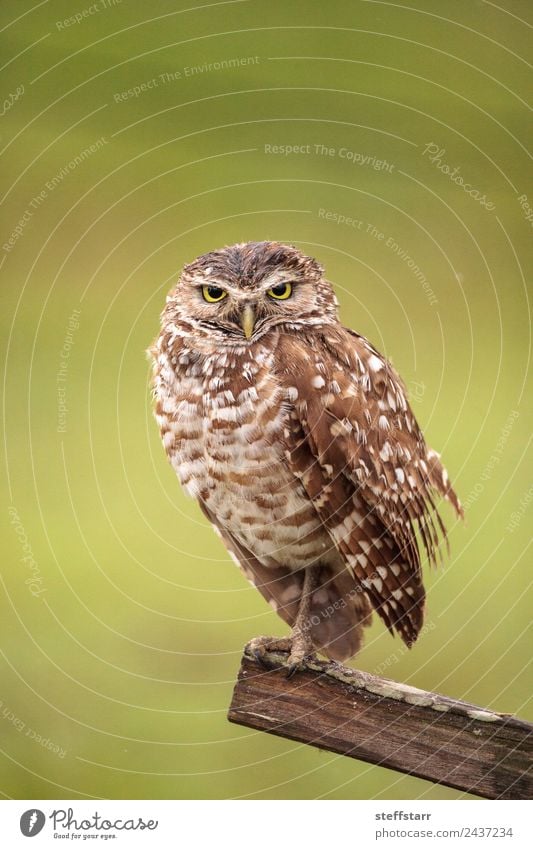 Adult Burrowing owl Athene cunicularia Animal Wild animal Bird Animal face 1 Wood Brown Green Watchfulness Wisdom Grouchy Owl Bird of prey raptor Marco Island