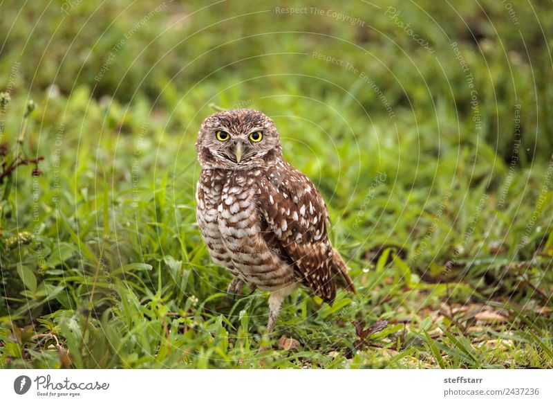 Adult Burrowing owl Athene cunicularia Grass Animal Wild animal Bird Animal face 1 Brown Yellow Gold Green Grouchy Frustration Owl Bird of prey raptor