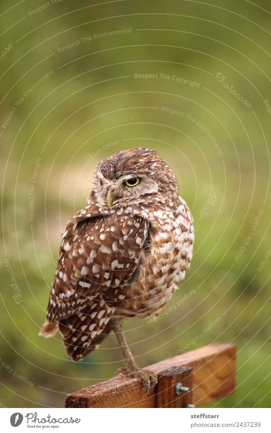 Adult Burrowing owl Athene cunicularia Animal Wild animal Bird 1 Brown Yellow Gold Green Grouchy Frustration Owl Bird of prey raptor Marco Island Florida