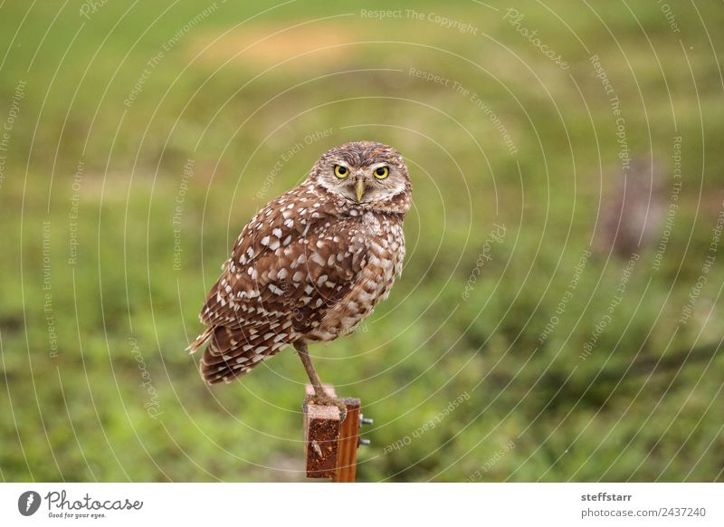 Adult Burrowing owl Athene cunicularia Animal Wild animal Bird Animal face 1 Brown Yellow Gold Green Grouchy Frustration Owl Bird of prey raptor Marco Island