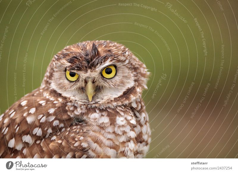 Adult Burrowing owl Athene cunicularia Animal Wild animal Bird Animal face 1 Brown Yellow Gold Green Grouchy Frustration Owl Bird of prey raptor Marco Island