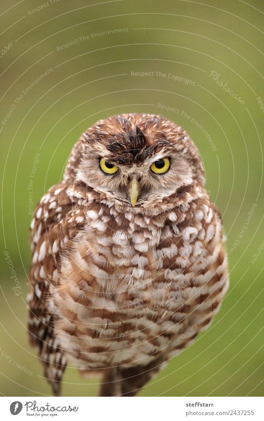 Adult Burrowing owl Athene cunicularia Animal Wild animal Bird Animal face 1 Brown Yellow Green Grouchy Frustration Owl Bird of prey raptor Marco Island Florida