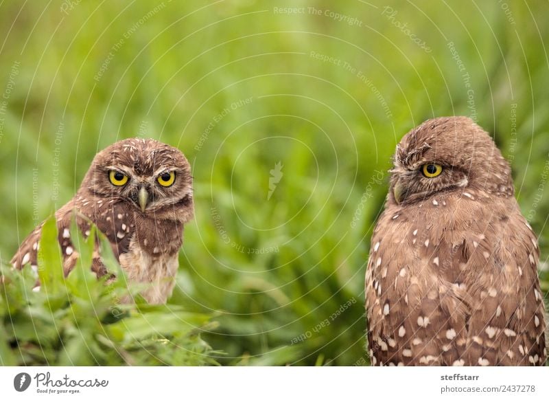 Adult Burrowing owl Athene cunicularia Animal Wild animal Bird Animal face 2 Pair of animals Brown Green Grouchy Frustration Owl Bird of prey raptor