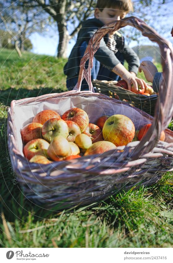 Wicker basket with fresh organic apples from harvest Fruit Apple Lifestyle Joy Happy Leisure and hobbies Garden Child Human being Boy (child) Woman Adults Man