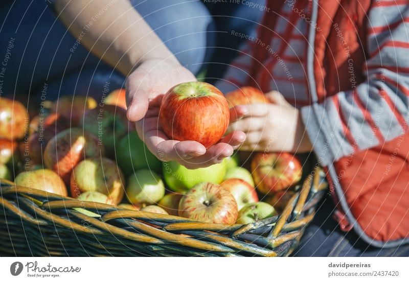 Woman hand showing organic apple from the harvest Fruit Apple Lifestyle Joy Happy Beautiful Leisure and hobbies Garden Human being Adults Hand Nature Autumn