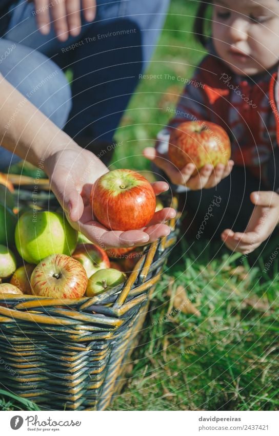 Woman and girl holding organic apples in hands Fruit Apple Lifestyle Joy Happy Beautiful Leisure and hobbies Garden Human being Adults Hand Nature Autumn