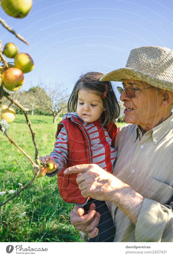 Senior man holding little girl picking apples in a sunny day Fruit Apple Lifestyle Happy Leisure and hobbies Garden Child Human being Baby Woman Adults Man