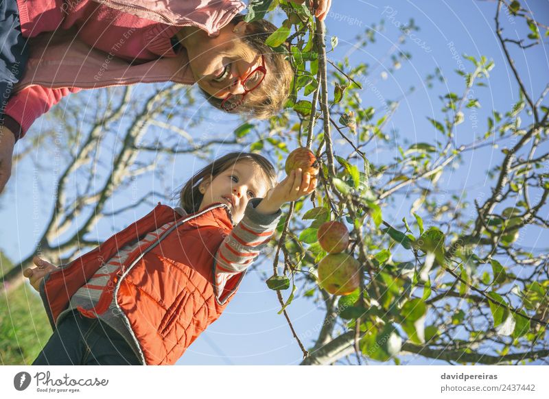 Senior woman and little girl picking apples from tree Fruit Apple Lifestyle Joy Happy Leisure and hobbies Garden Child Human being Baby Woman Adults Grandfather