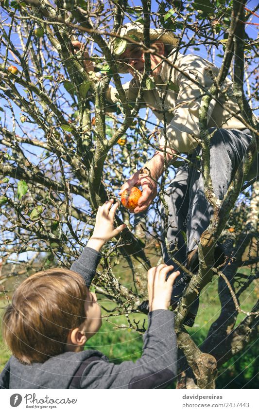 Senior man and cute happy kid picking fresh organic apples from the tree in a sunny autumn day Fruit Apple Lifestyle Joy Happy Leisure and hobbies Garden Child