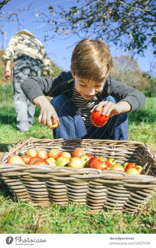 Portrait of happy kid putting apples in wicker basket Fruit Apple Lifestyle Joy Happy Leisure and hobbies Garden Child Human being Boy (child) Man Adults Hand