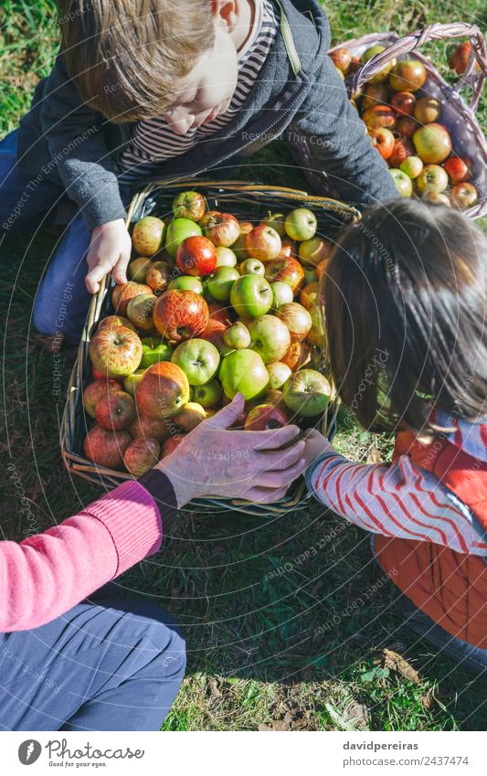 Children and senior woman putting apples inside of wicker baskets Fruit Apple Lifestyle Happy Leisure and hobbies Garden Human being Boy (child) Woman Adults