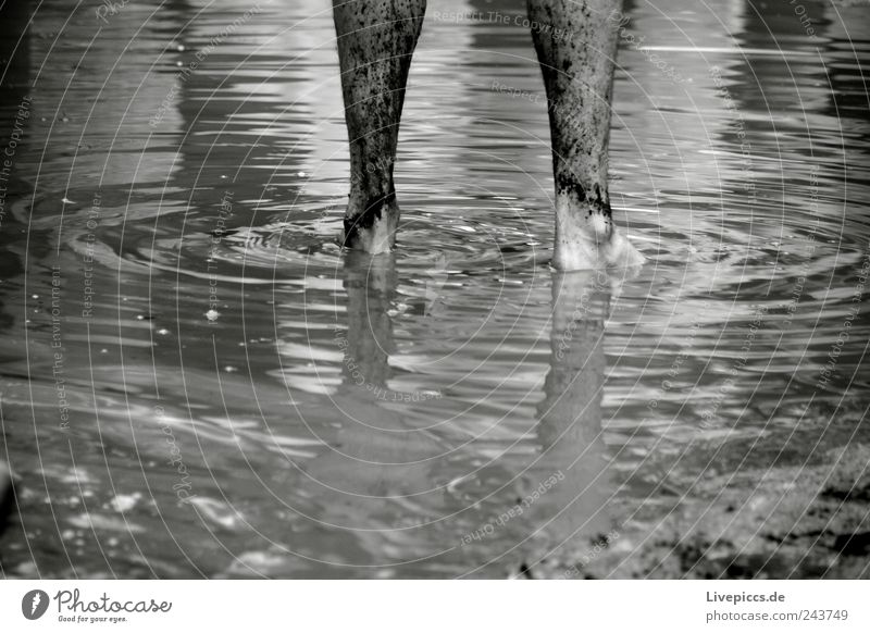 rain dance Event Masculine Legs Feet 1 Human being Bad weather Rain Water Stand Dance Wet Black White Joy Parts of body Black & white photo Exterior shot Day