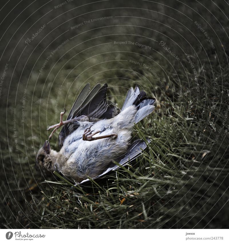 OFF Grass Animal 1 Old Creepy Brown Gray Green Calm Death Bird cadaverous Colour photo Subdued colour Exterior shot Deserted Shallow depth of field Dead animal