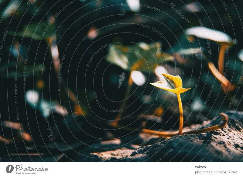 close up Hedera helix (Ivy) on garden Beautiful Sun Mountain Garden Environment Nature Plant Earth Bushes Leaf Foliage plant Wild plant Park Meadow Field Forest