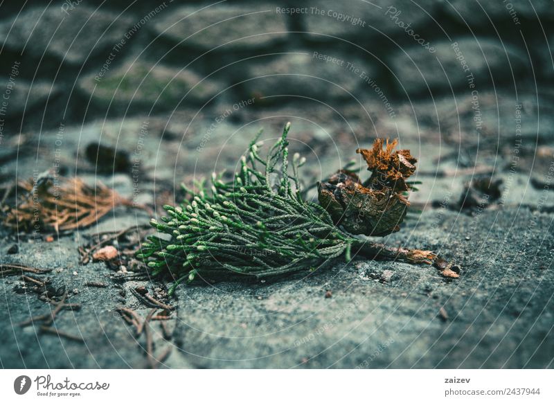 leaves and round fruit of cupressus sempervirens on the stone floor Beautiful Mountain Garden Decoration Environment Nature Plant Earth Autumn Tree Leaf