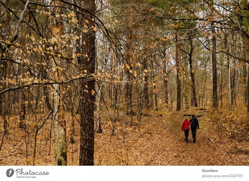 Lonely Two Relaxation Hiking Human being Couple Partner 2 Nature Plant Autumn Tree Forest Movement Think To talk Walking Natural Brown Contentment