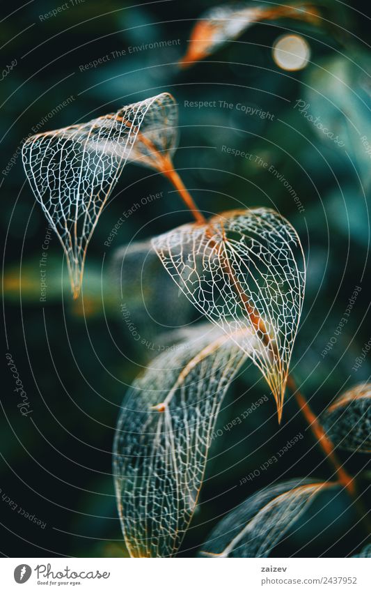 Delicate leaf skeleton macro close up, ruscus aculeatus Design Decoration Environment Nature Plant Autumn Bushes Leaf Foliage plant Wild plant Garden Park