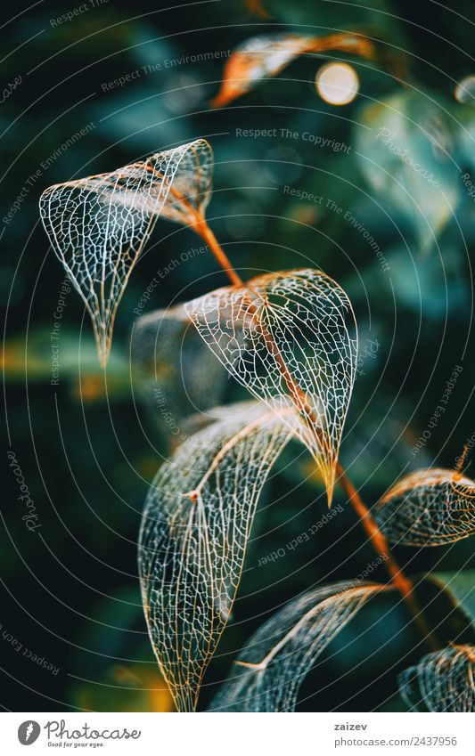 Delicate leaf skeleton macro close up, ruscus aculeatus Design Decoration Environment Nature Plant Autumn Bushes Leaf Foliage plant Wild plant Garden Park