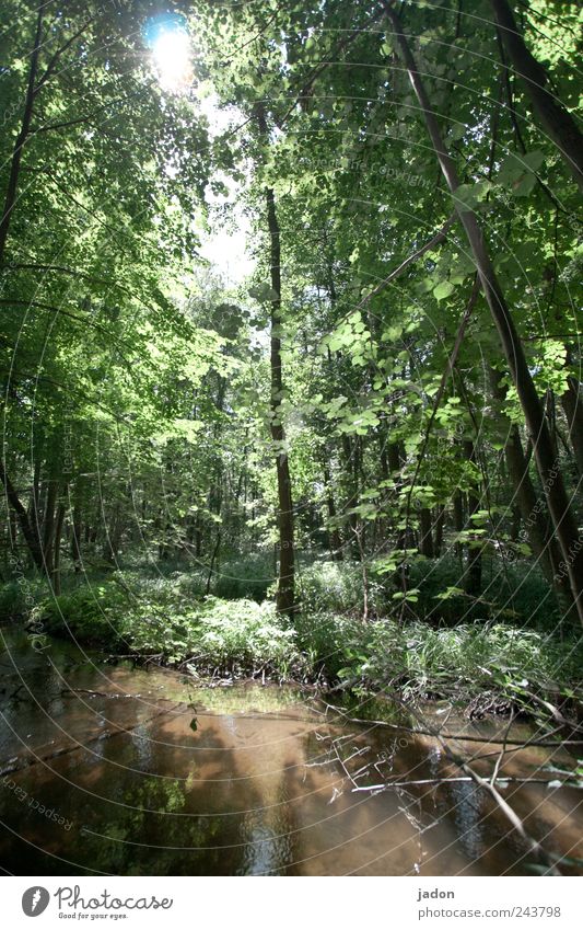 adventure in the magic forest Nature Landscape Plant Water Sun Sunlight Tree Fern Virgin forest River bank Bog Marsh Pond Brook Old Brave Surrealism Environment