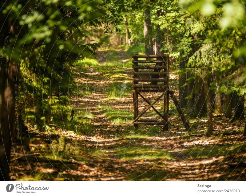 idyllically wooded Environment Nature Landscape Plant Animal Sunlight Spring Summer Beautiful weather Warmth Tree Agricultural crop Wild plant Forest Breathe