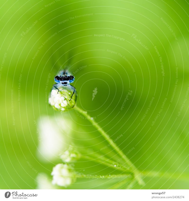 Dragonfly sitting on a flower III Nature Animal Garden Park Meadow Field Wild animal 1 Small Near Blue Green White Insect Blossom Observe Restful Close-up