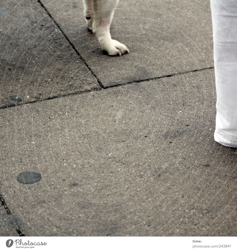 Stand by me Legs Dog Human being Pants Sidewalk Paw White Side by side Friendship Paving tiles