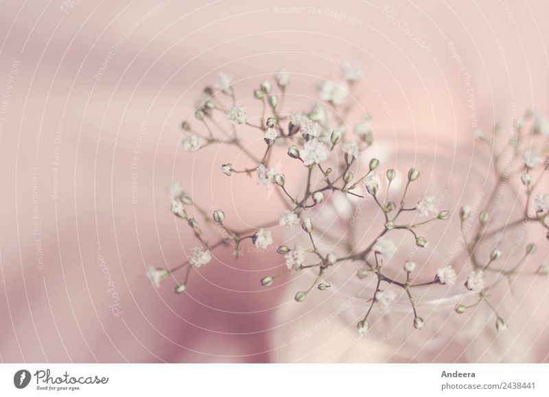 Decoration with baby's breath and glass vase in front of pink background Style Living or residing Flat (apartment) Arrange Plant spring flowers bleed Bowl