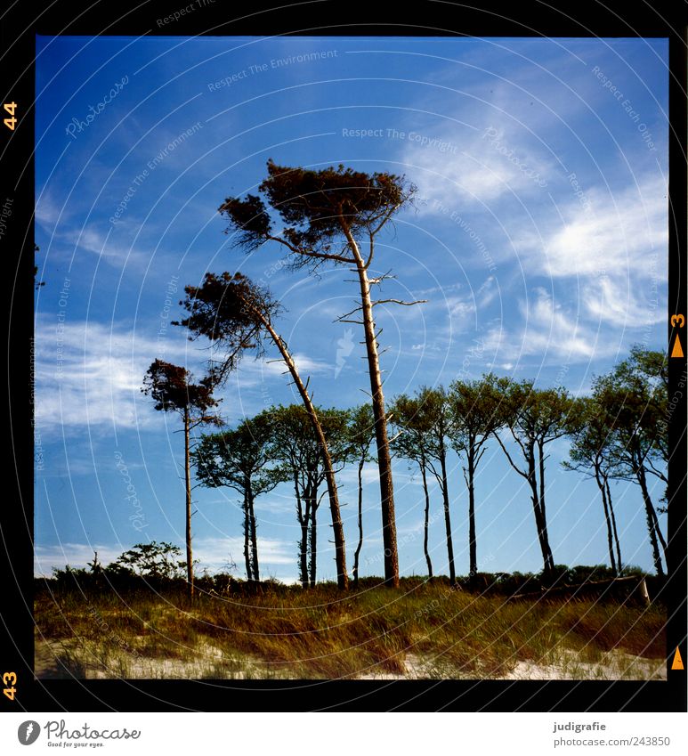 western beach Environment Nature Landscape Plant Sky Summer Climate Beautiful weather Tree Grass Coast Beach Baltic Sea Dune Marram grass Darss Western Beach