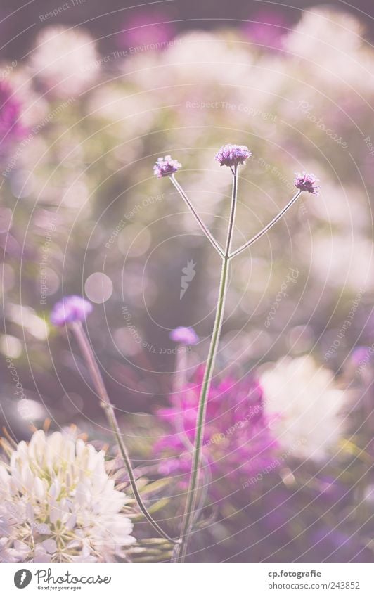 tripod Plant Sunlight Spring Summer Beautiful weather Flower Garden Park Day Shallow depth of field