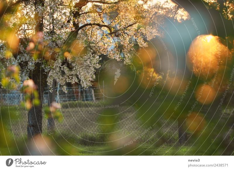 Apple tree in sunlight Nature Sunrise Sunset Sunlight Spring Summer Tree Leaf Garden Meadow Beautiful Yellow Green Spring fever Apple blossom Apple tree leaf