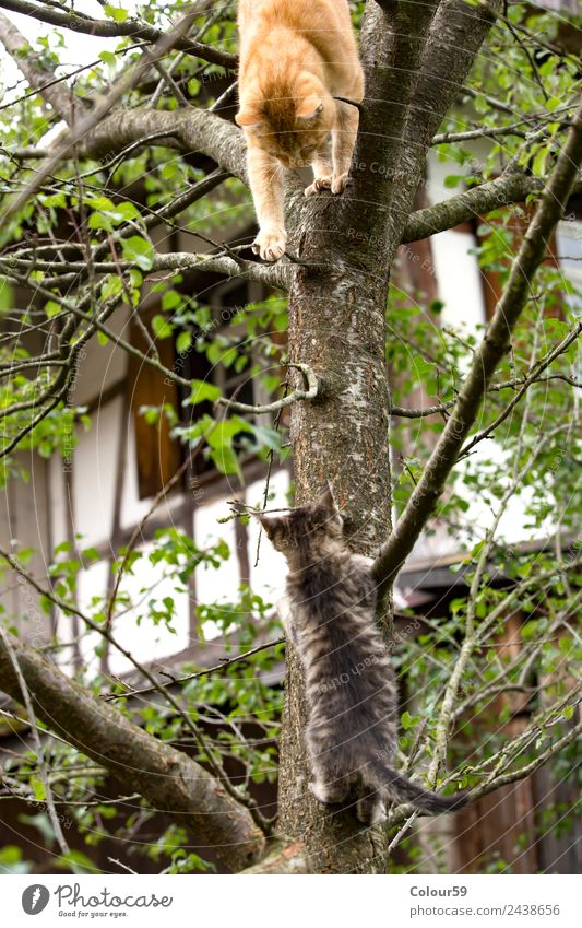 Red cat plays with baby cat Climbing Mountaineering Baby Nature Animal Tree Pelt Pet Baby animal Crawl Playing Together Curiosity Cat Kitten care Hugs