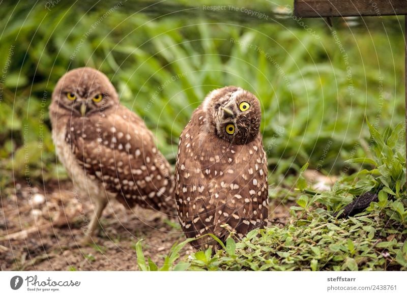 Funny Burrowing owl Athene cunicularia Grass Animal Wild animal Bird Animal face 1 Brown head tilt Strange Owl Bird of prey raptor Marco Island Florida