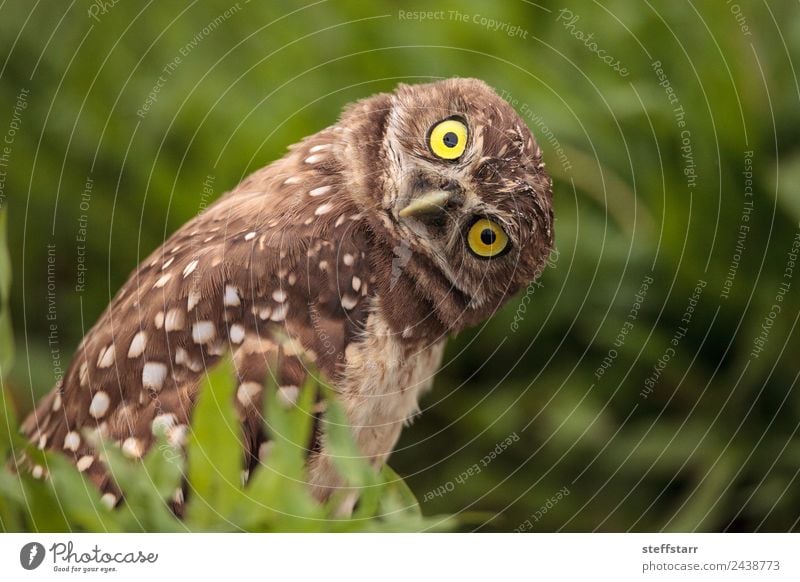 Funny Burrowing owl Athene cunicularia Animal Wild animal Bird Animal face 1 Brown Yellow head tilt Strange Owl Bird of prey raptor Marco Island Florida