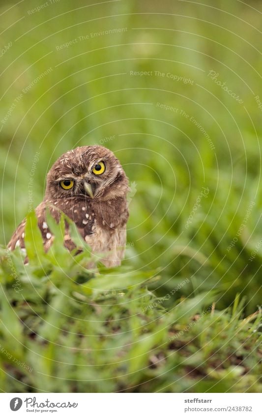 Funny Burrowing owl Athene cunicularia Animal Wild animal Bird Animal face 1 Brown Yellow head tilt Strange Owl Bird of prey raptor Marco Island Florida