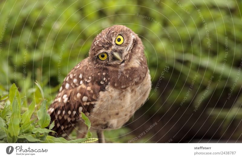 Funny Burrowing owl Athene cunicularia Grass Animal Wild animal Bird Animal face Wing 1 head tilt Strange Owl Bird of prey raptor Marco Island Florida