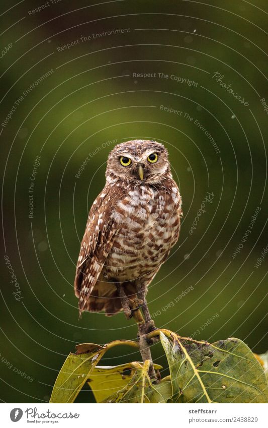 On a small tree, an Adult Burrowing owl Athene cunicularia Tree Animal Wild animal Bird Animal face Wing 1 Brown Yellow Gold Green Owl Bird of prey raptor