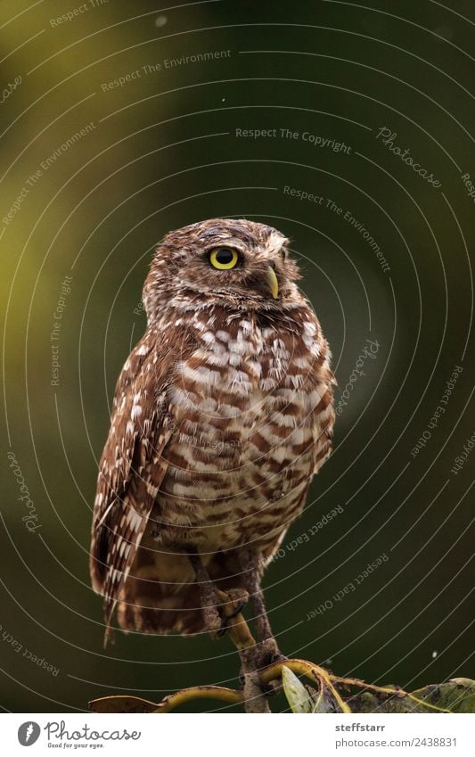 On a small tree, an Adult Burrowing owl Athene cunicularia Tree Animal Wild animal Bird Animal face 1 Brown Yellow Gold Green Owl Bird of prey raptor