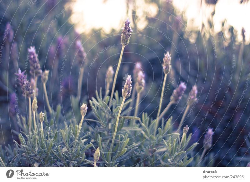 Beauties Nature Plant Flower Grass Leaf Blossom Wild plant Park Green Violet drarock Colour photo Exterior shot Morning Shallow depth of field